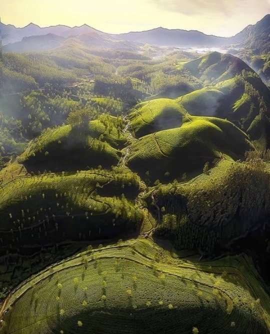 teacountymunnar's tweet photo. #Keralatourism #VisitMunnar #VisitKerala ♥️♥️♥️ https://t.co/5gBngbWzAb