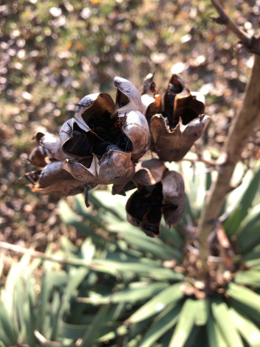 Starting to get my Zine inventory squared away and restocking a couple of Zine Distros. Woohoo!
#zines #queerzines #hqzf #diy #indieprint #neithernorzinedistro
@QuimbysBooks ⁦<a href="/WastedInkDistro/">Wasted Ink Zine Distro</a>⁩