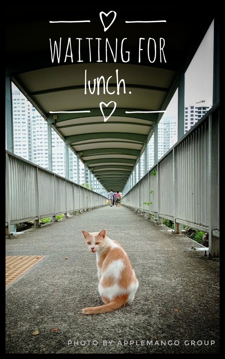 AlHaliff's tweet image. She will get lunch soon.