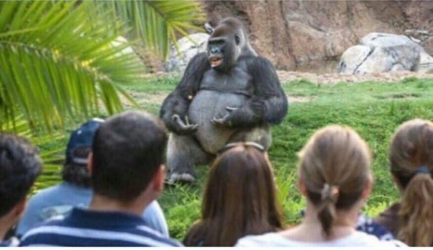 Wamarekani huenda ni wachawi.
Wanawezaje kumtoa RAIS aliyeko madarakani kwa #BallotPaper?
Isije ikawa jamaa wanaigiza Movie kama ile ya White House Down sie tunadhani wanafanya kweli.
Yaani rais ana NASA,Homeland,CIA,FBI,POLISI,JESHI na bado anakaa TERM 1 ...inawezekanaje?