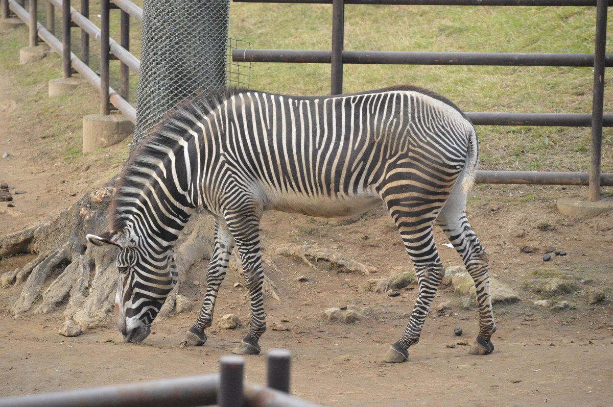 りり 11 6 千葉市動物公園 グレビーシマウマ カエデ キャンディ ライム 3頭のうちの2頭 グレビー シマウマは一番大柄 縞が細かく綺麗 シマウマの種類が色々 東武動物公園では混血もいるみたい T Co M6vcgeh4r9 お利巧な出勤風景 りり 11 6 千葉市動物公園 グレビーシマウマ カエデ キャンディ ライム 3頭のうちの2頭 グレビー シマウマは一番大柄 縞が細かく綺麗 シマウマの種類が色々 東武動物公園では混血もいるみたい T Co M6vcgeh4r9 お利巧な出勤風景