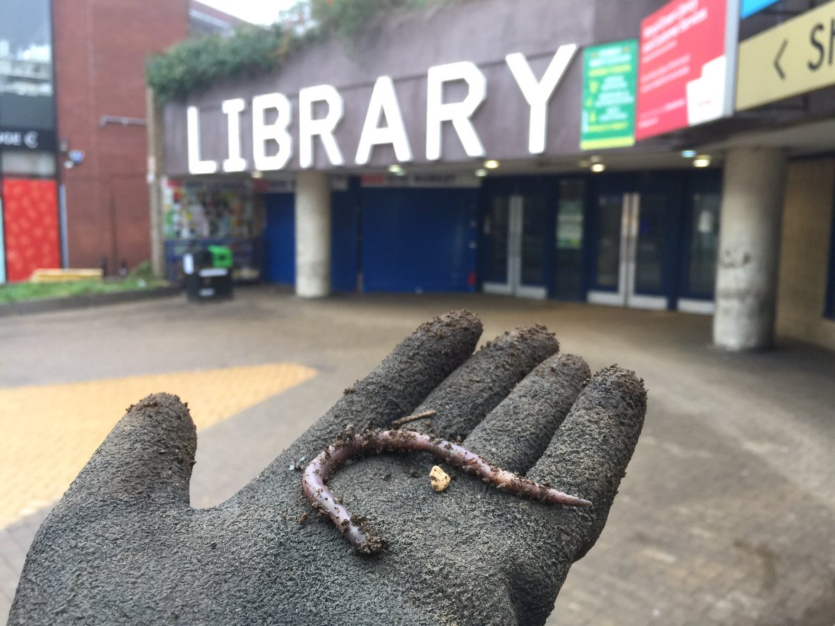 Found lots of wonderful worms while planting bulbs at the #LibraryGarden

You could call them book worms! 📚🐛
#LNPCRanger