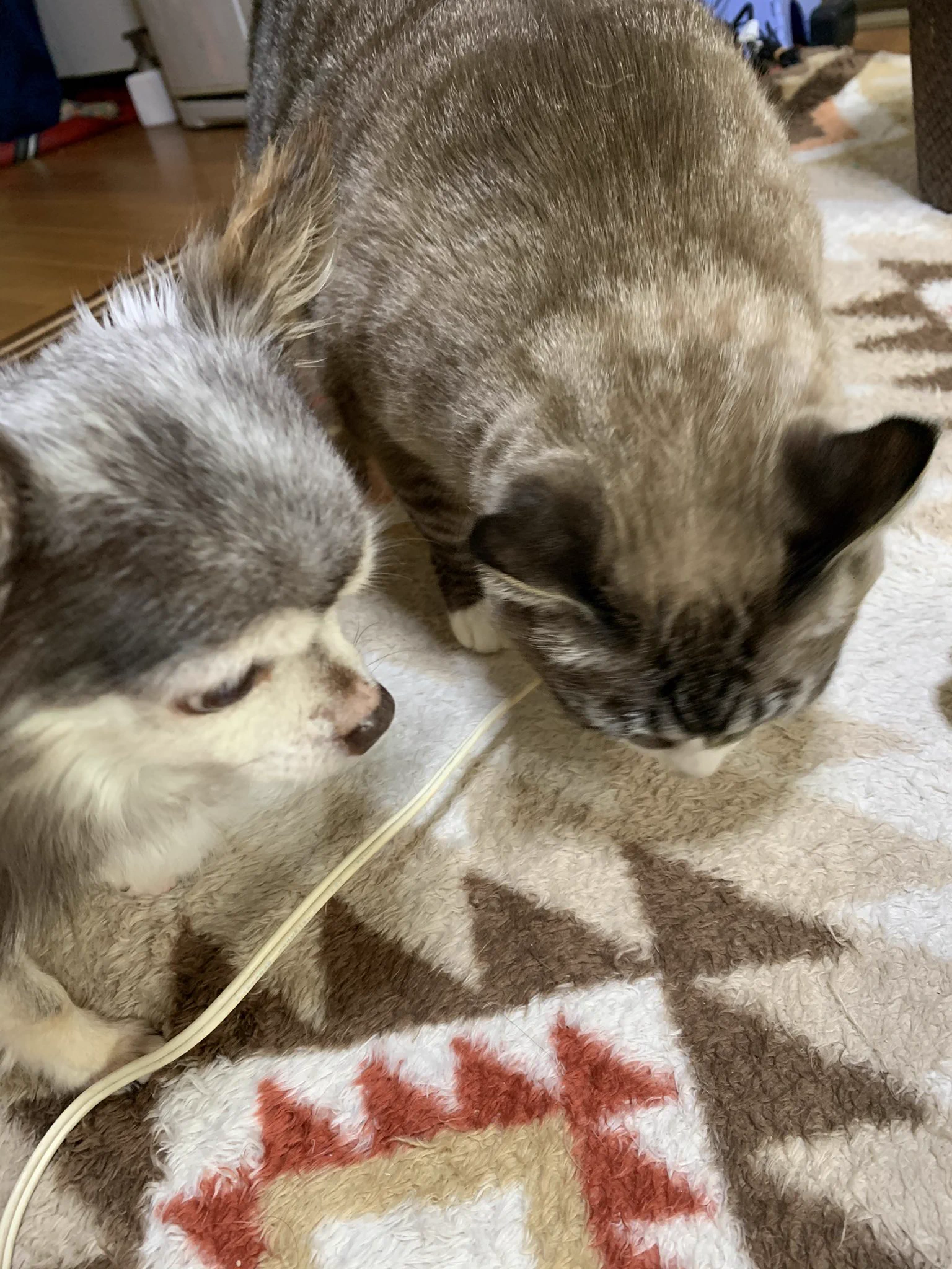 @hidekiccan そうなんですね！うちは犬が12歳で猫が11歳です。もっと若いかと思ったら意外と近いんですね！微妙な距離を取りながら生きてます。犬はいつまでもやんちゃだけど、猫はあんまり変わらない・・・・めちゃくちゃ共感です。 