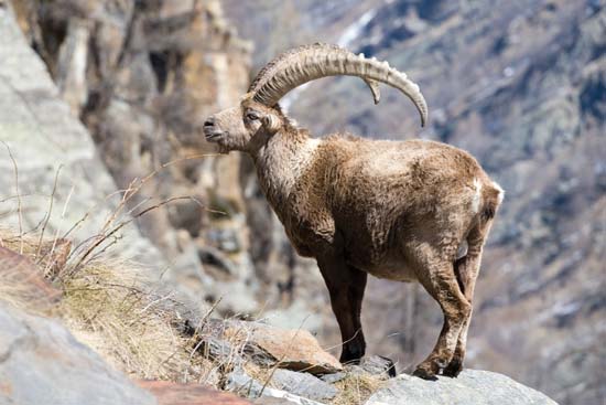 As I explained in many of my posts, Ibex goat was in Eastern Mediterranean and Middle East symbol of rainy season, symbol of winter...This is because the beginning of the mating season of the Ibex goats (Oct/Nov) coincides with the beginning of the rain season, winter...