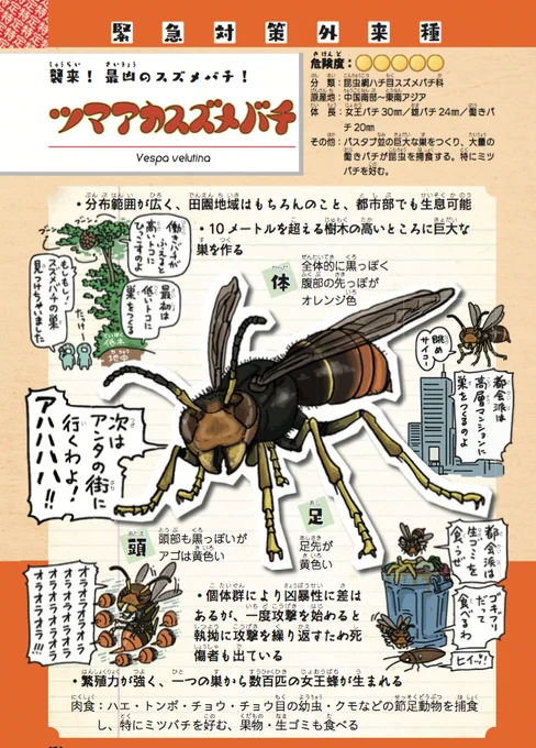 『侵略#外来いきもの図鑑 』ツマアカスズメバチはマジでヤバい?です。九州から本州と着々と北上しており、高層マンションだけでなく受粉をミツバチに頼る野菜や果物の農家は多大な被害を受けることになります。巣を見つけたら役所に通報して下さい。 #鉄腕DASH #グリル厄介 