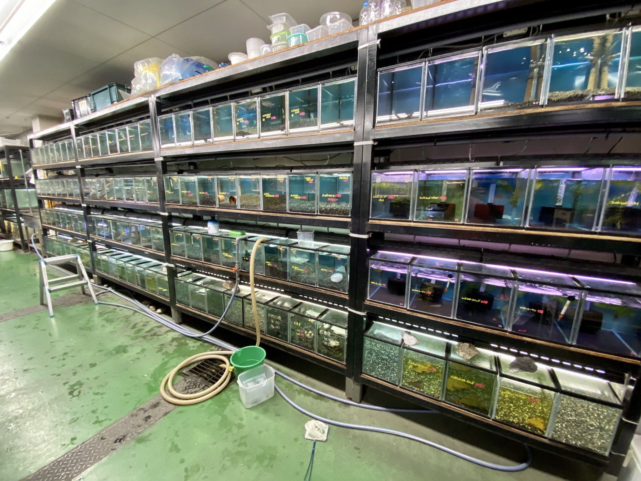 豊めだか 関東人は知ってるかもしれませんが かねだいは小動物 魚 爬虫類 犬猫 その他飼育用品やエサを激安販売する素晴らしいお店です めだか メダカ かねだい かねだい草加 T Co Qaao3gu49h Twitter