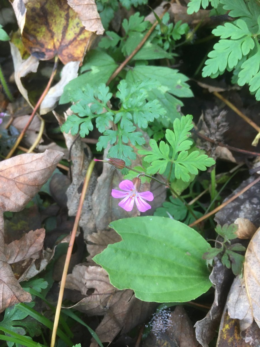 Biodiversity Ireland tweet media