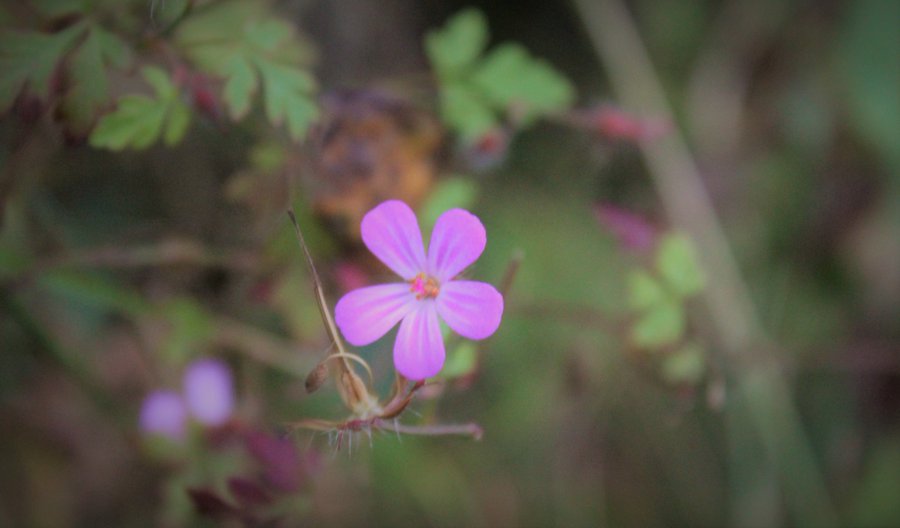 Biodiversity Ireland tweet media