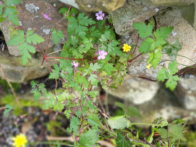 Biodiversity Ireland tweet media