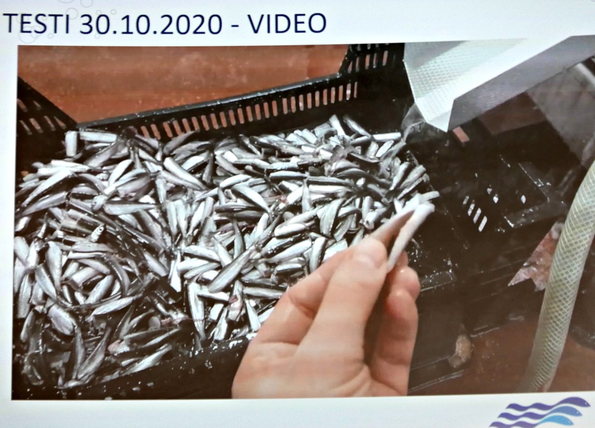 Kalatalouden #Innovaatiopäivät2020. Samuli Taponen esitteli Tukala-projektissa kehitettyä automaattisyötöllä varustettua perkauskonetta, joka on tarkoitettu pienen muikun, särjen ja ahvenen koneelliseen käsittelyyn. Tämä on iso askel kalataloudelle! @LukeFinlandInt  <a href="/Merijakala/">Euroopan meri-, kalatalous- ja vesiviljelyrahasto</a>