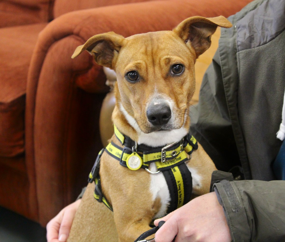 DT_Ballymena's tweet photo. Sunday Snuggles with 🌹ROSE🌹 this shy little lady came into us in June with her puppies only 5 days old, they have all found their forever homes but now Rose is searching for hers ❤️ click on link to read more https://t.co/GGv6AqTQBY

#adoptme #adifl #staffycross #cute #rose https://t.co/N37QnxBbN1