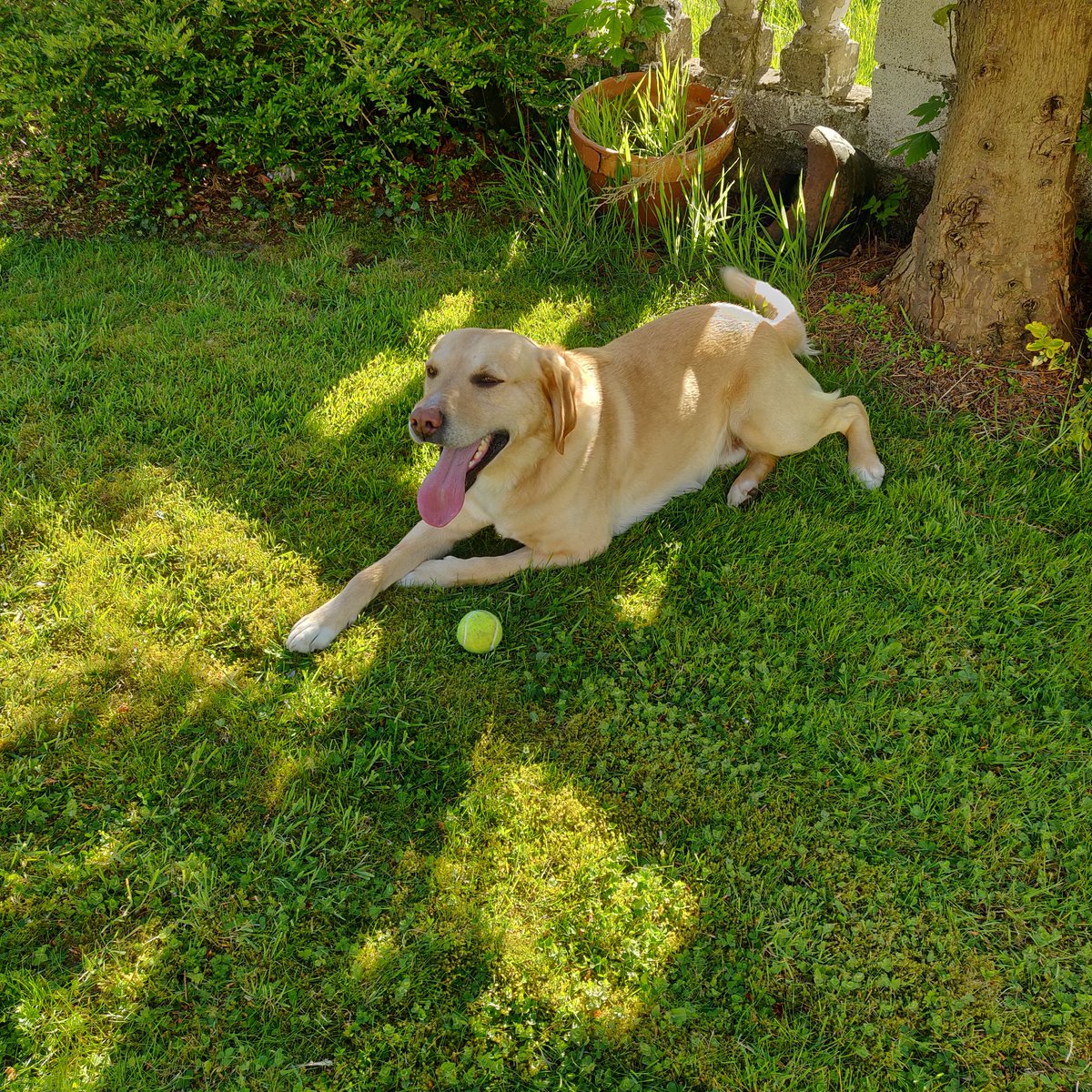 AnneGrady8's tweet photo. #uselectionresult #boopsforbiden #BidenHarris2020 #Urlaur  Dougal very happy today @BrodHiggins https://t.co/YbhdewCHdc