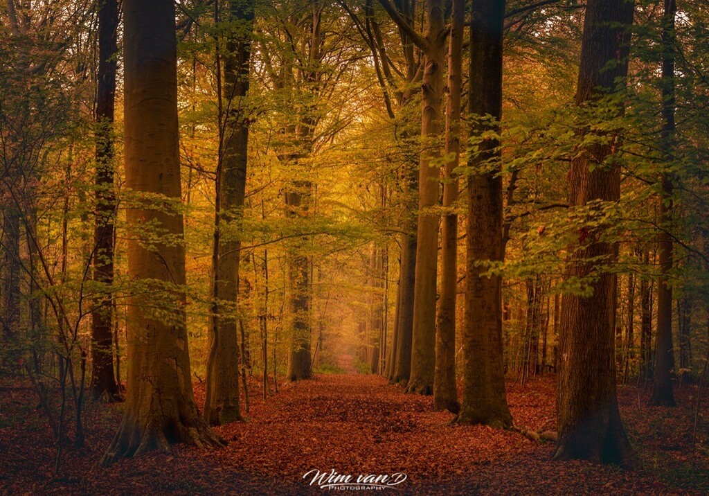 Yanmik's tweet photo. Autumn walk.
#herfst #colours #autumn #trees #colorsofnature #photooftheday #naturegram #natureshots #naturephotography #photography #stapaf #zoomnl #landscape #landscapephotography #belgianphotographer #topbelgiumphoto #visitflanders #visitbelgium #dis… https://t.co/fB46tEsVvN https://t.co/CnVQaLPYTd