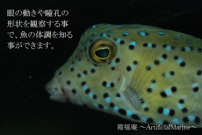 ModellingT's tweet photo. 眼で魚の体調を知る事が出来ます。元気が良い魚は眼の動きが機敏で瞳孔の形状も楕円形となり常に前方を見ています。体調が悪くなると眼の動きが鈍くなり瞳孔の形状も丸くなってきます。 https://t.co/uFHKrefkKo
