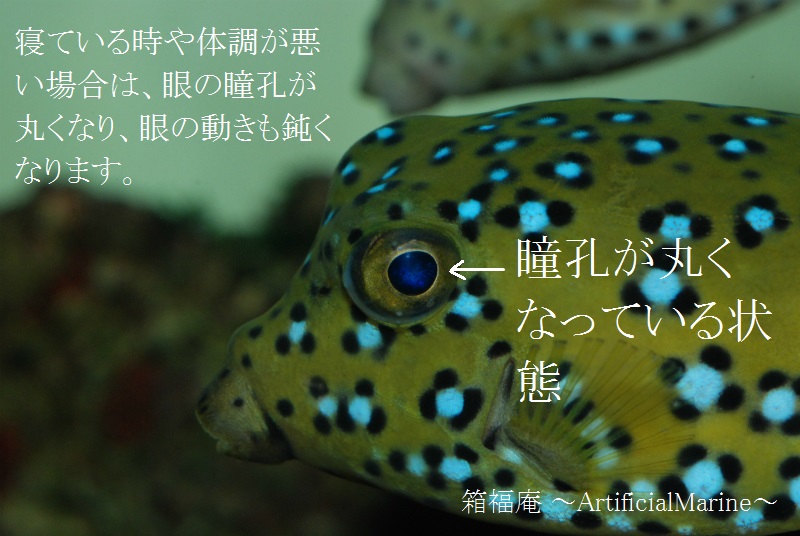 ModellingT's tweet photo. 眼で魚の体調を知る事が出来ます。元気が良い魚は眼の動きが機敏で瞳孔の形状も楕円形となり常に前方を見ています。体調が悪くなると眼の動きが鈍くなり瞳孔の形状も丸くなってきます。 https://t.co/uFHKrefkKo
