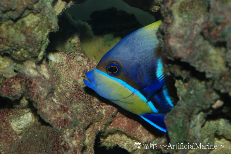 ModellingT's tweet photo. 眼で魚の体調を知る事が出来ます。元気が良い魚は眼の動きが機敏で瞳孔の形状も楕円形となり常に前方を見ています。体調が悪くなると眼の動きが鈍くなり瞳孔の形状も丸くなってきます。 https://t.co/uFHKrefkKo