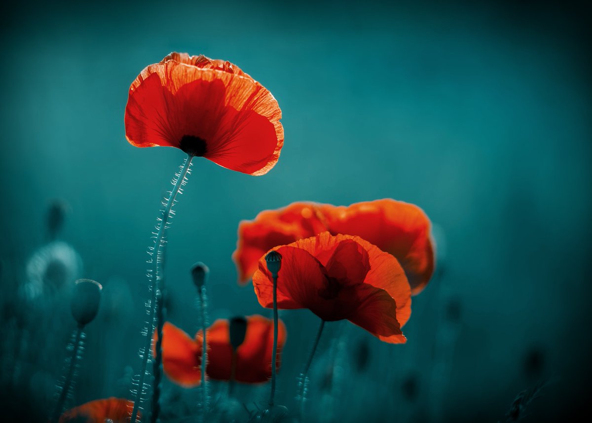 We will remember #RemembranceSunday #LestWeForget