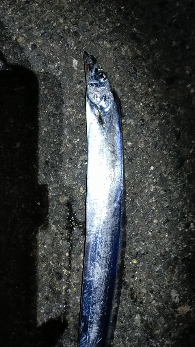 アニマルアングラーズ ふれーゆ裏 2匹で終了 短い時合いだった 太刀魚 釣り ふれーゆ アニマルアングラーズ ふれーゆ裏 2匹で終了 短い時合いだった 太刀魚 釣り ふれーゆ