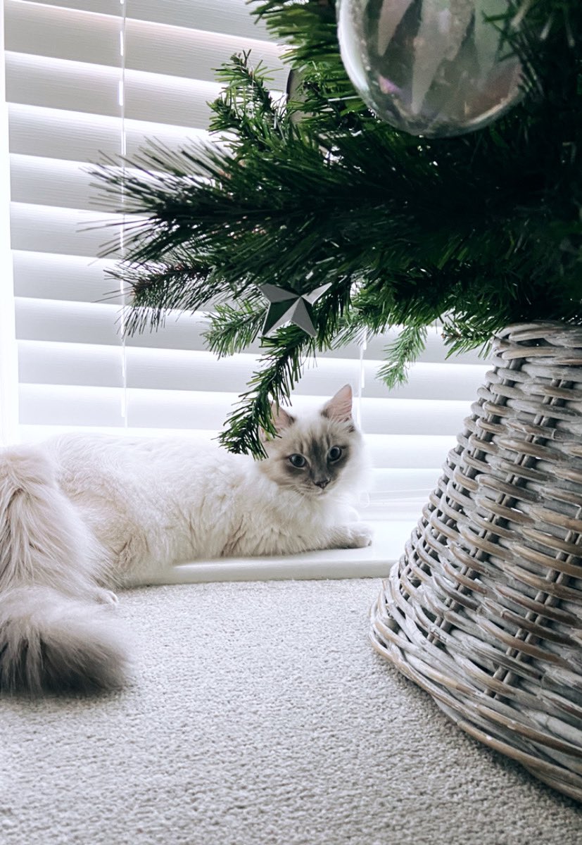 DollyHPN's tweet photo. Here comes Santa paws 🐾🎅🏻🎄

Our playful kitten didn’t touch the tree all night! He’s the bestest boy 👏🏻 

#ragdoll #CatsOfTwitter #catvstree https://t.co/jSOrqk3oHf