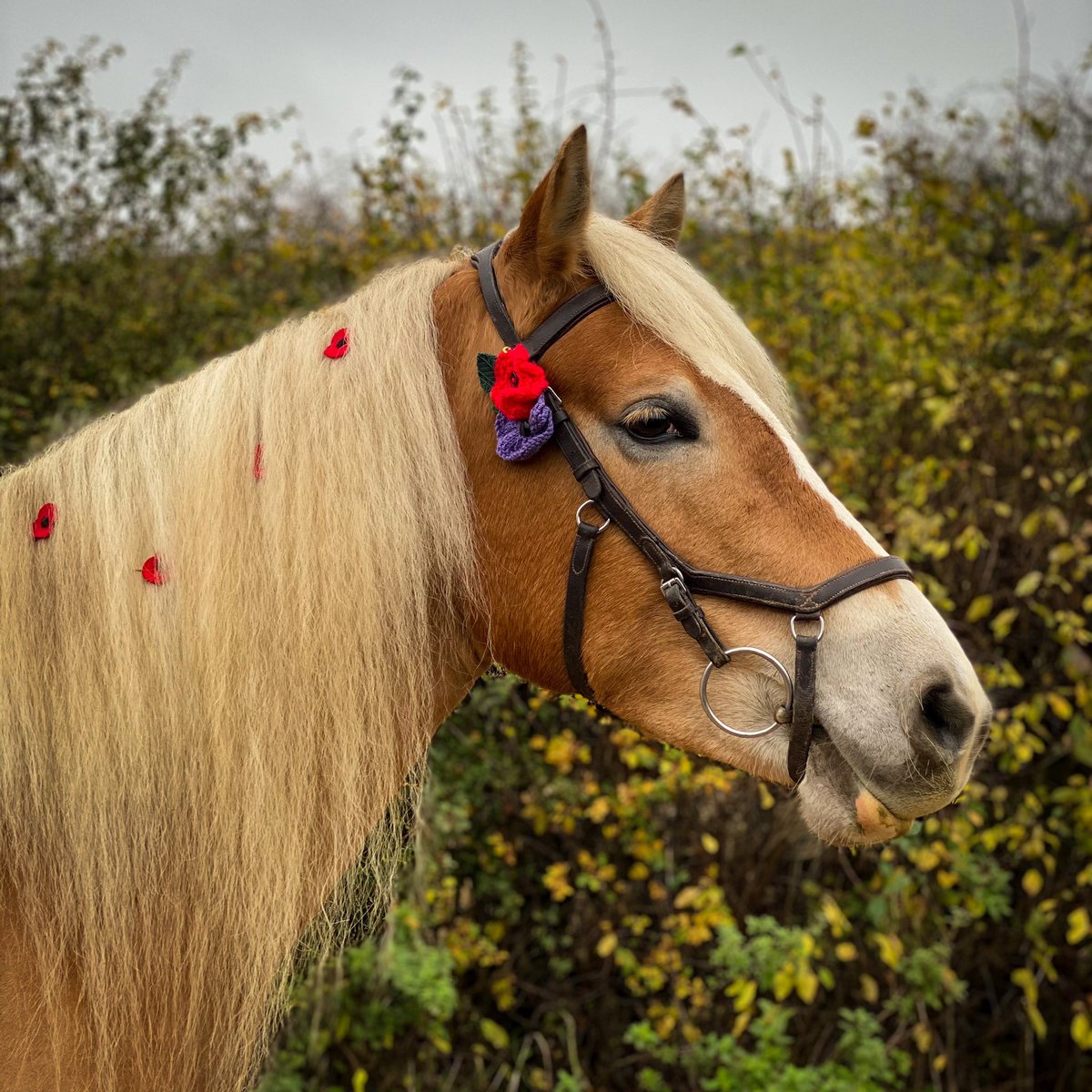 ‘At the going down of the sun and in the morning
We will remember them.’ — The Fallen, by Robert Laurence Binyon

On this Remembrance Sunday, we remember all of those, whether they be human, equine or other service animals, who have given their lives in service of their country.