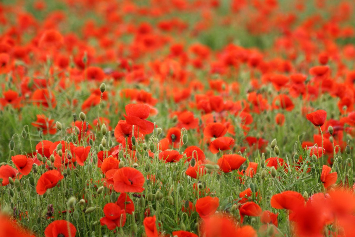 At the going down of the sun and in the morning, we will remember them.  

Join our Sunday worship and annual act of remembrance on this Remembrance Sunday. ow.ly/bGib50CetKd