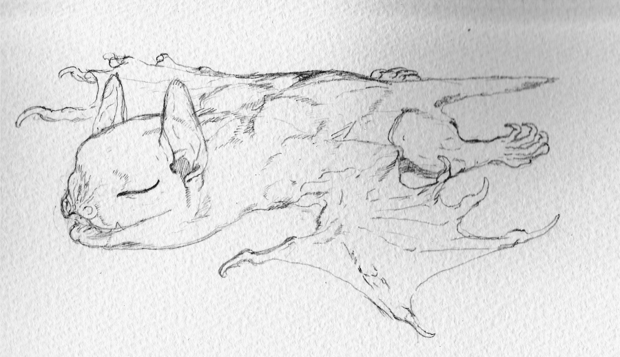休憩中に描いたかわいい動物の絵です😼 