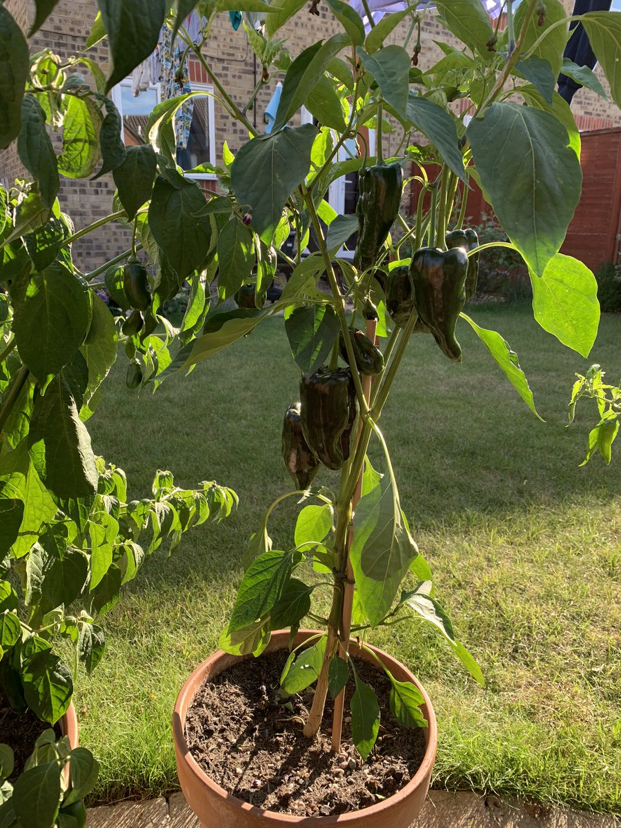BrennyCo's tweet photo. @ChilliChump Wouldn’t have been a winning pepper anyway! https://t.co/TcLIE0dgc1