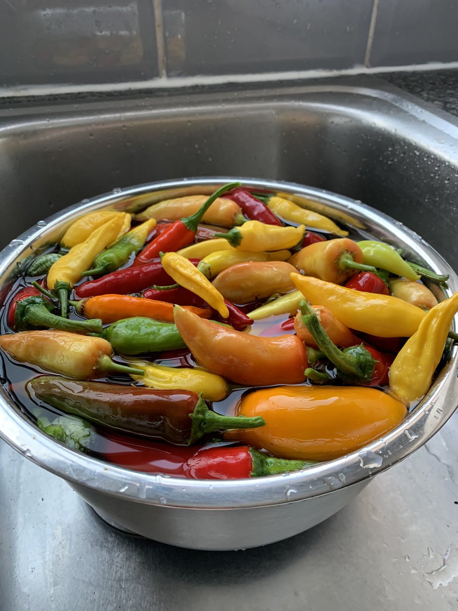 BrennyCo's tweet photo. @ChilliChump Wouldn’t have been a winning pepper anyway! https://t.co/TcLIE0dgc1