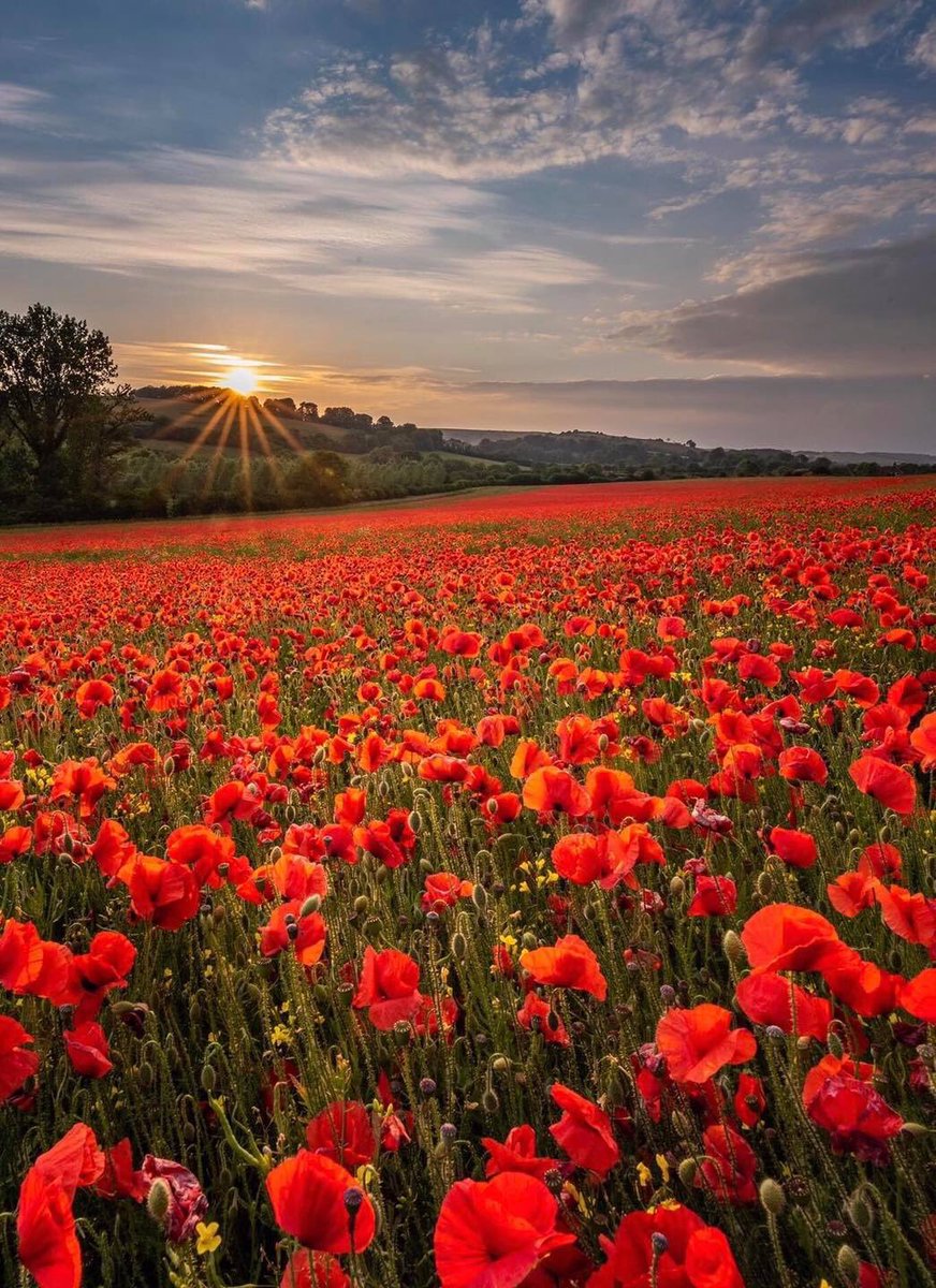 NickWalkerPrint's tweet photo. Lest we forget on Remembrance Sunday ❤️

#remembrancesunday #lestweforget #wewillremember https://t.co/Q9VChwc3aU