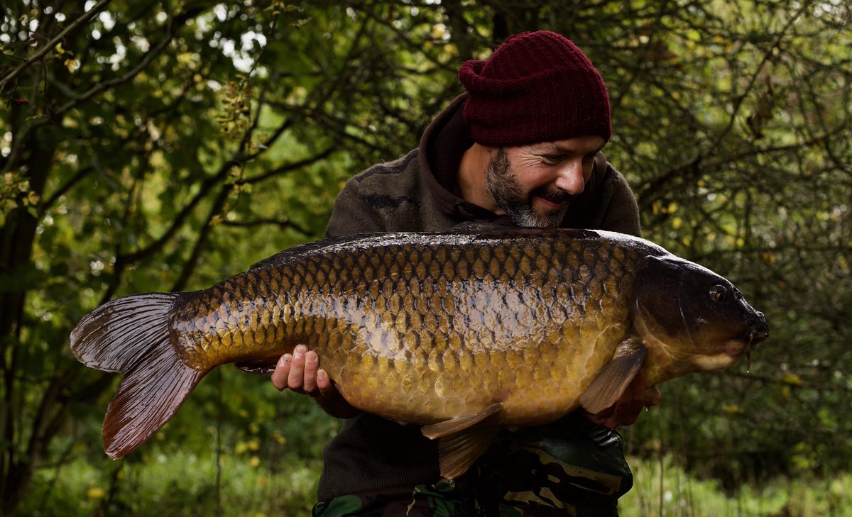 askpenners's tweet photo. An incredible 43lb common that came on the dying days of October in my 6th swim of the session. After all that I was pretty done in but when that rod pulled up tight a few hours later, all the graft was forgotten! 
@JRC_products @StickyOfficial 
#Krillactive #Penn #AffinityIII https://t.co/MbzQ7qxcOk