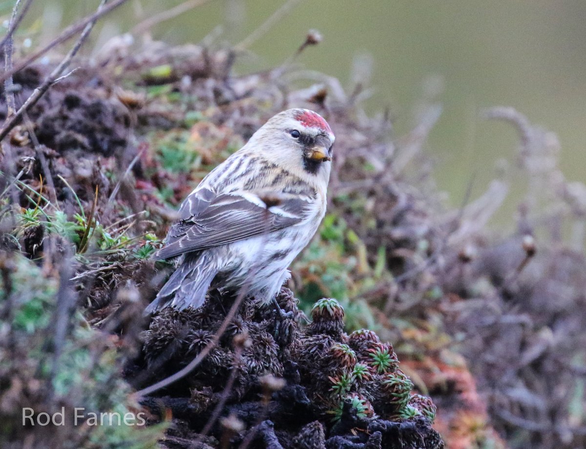 rodfarnes's tweet photo. Possible Arctic Redpole at Trevase Head. https://t.co/ae2SFsuMZJ