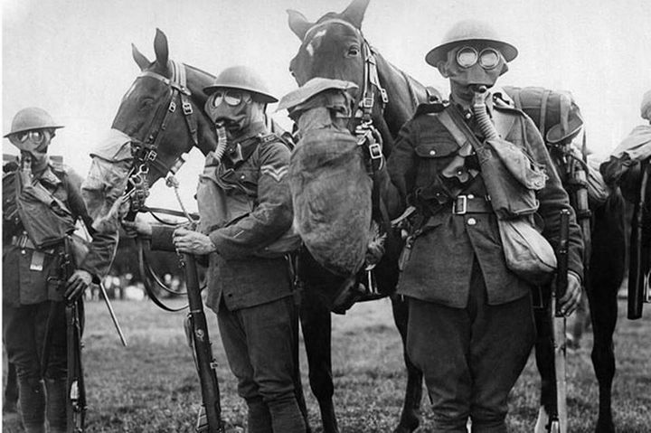 TheBrooke's tweet photo. We will never forget you.

Please join us in remembering the noble #horses, donkeys and mules who stood side by side with the brave #soldiers during the #FirstWorldWar. 

#RemembranceSunday #EveryHorseRemembered https://t.co/6dWDcPpIsP