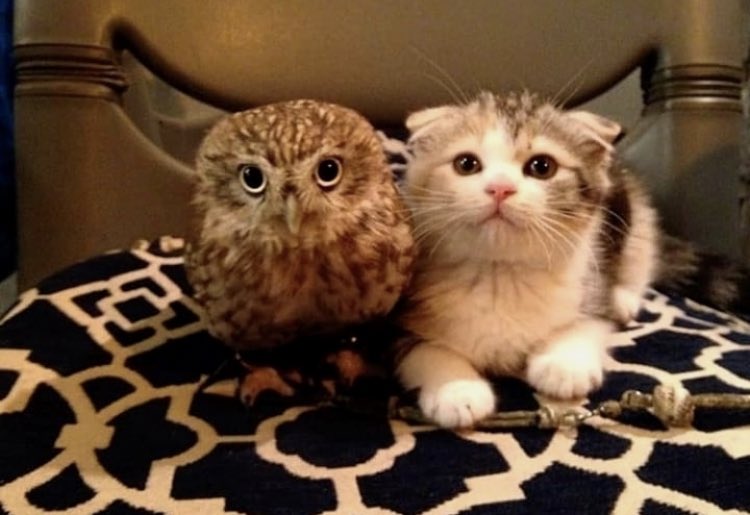OwlsCentral's tweet photo. Who said #Owls 🦉and #Cats 🐱couldn't be best friends? 🤨😍❤️ Have an Owl-tastic day all! ☺️😘🥰😇🌟👊👍❣️
•
➡️Photo Credit📸: Original owner 
➡️Follow @OwlsCentral✅
➡️Tag an #Owl lover!🦉❤️ OR an #Cat lover! 🐱❤️
•
#Owl #Owls #DailyOwls  #Cat #Cats #DailyCats #Cute https://t.co/bah3jNLPdO