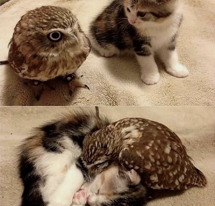 OwlsCentral's tweet photo. Who said #Owls 🦉and #Cats 🐱couldn't be best friends? 🤨😍❤️ Have an Owl-tastic day all! ☺️😘🥰😇🌟👊👍❣️
•
➡️Photo Credit📸: Original owner 
➡️Follow @OwlsCentral✅
➡️Tag an #Owl lover!🦉❤️ OR an #Cat lover! 🐱❤️
•
#Owl #Owls #DailyOwls  #Cat #Cats #DailyCats #Cute https://t.co/bah3jNLPdO