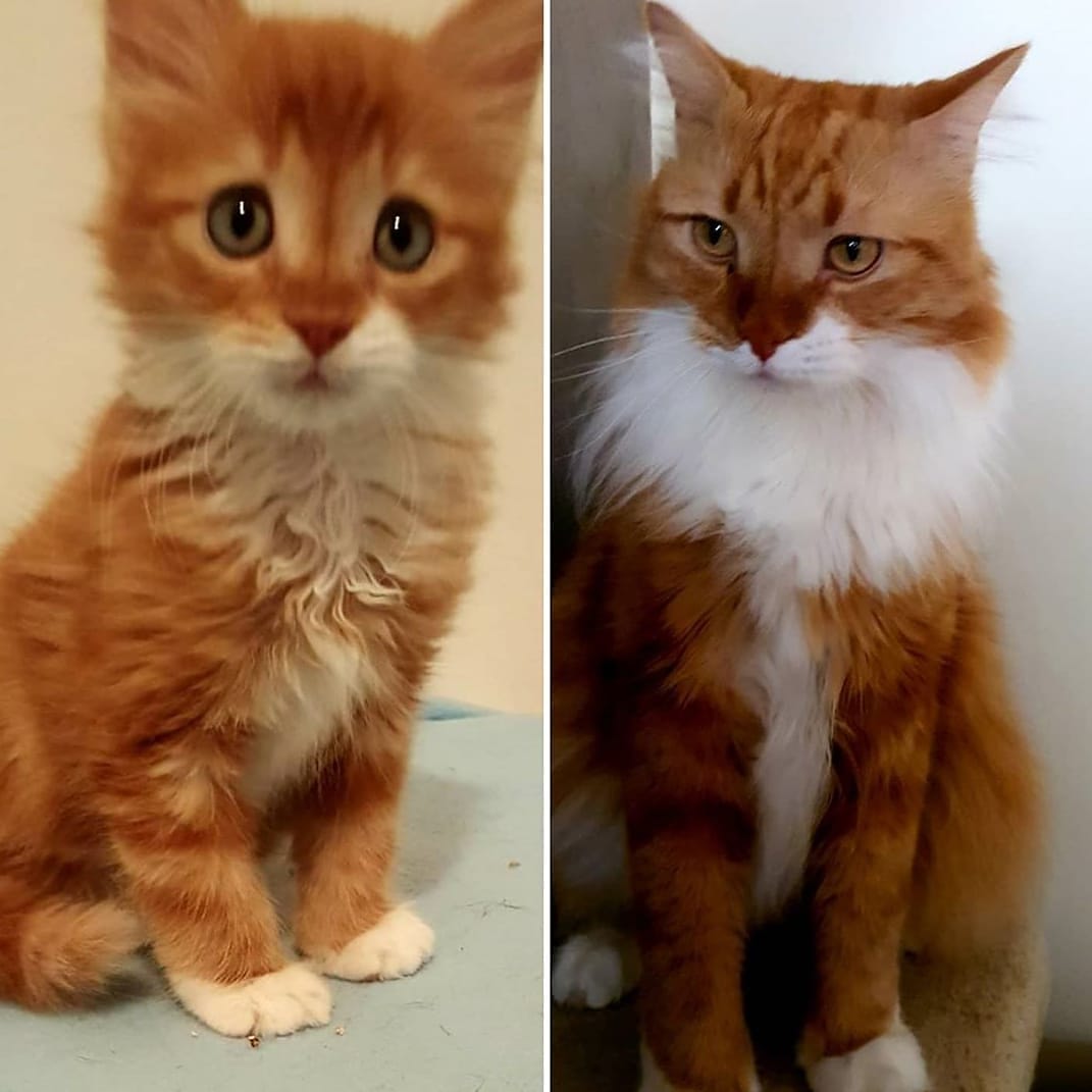 Thelastmeow1's tweet photo. Cats were kittens

  #cats #catsofinstagram #catstagram #catsagram  #catsofworld #CatsOfInsta #catslover #catsoninstagram #catslife #catsgram #catself #catsofinstgram #catsareawesome #catsdaily #catsworld  #catsloversworld #catslove #kevinthebastard #funnycats #kittenstocats https://t.co/p1DHLm3jH1
