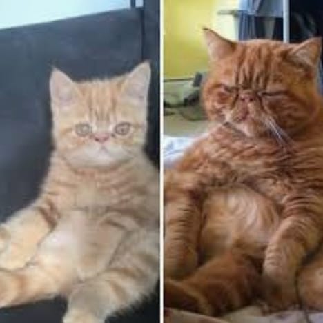 Thelastmeow1's tweet photo. Cats were kittens

  #cats #catsofinstagram #catstagram #catsagram  #catsofworld #CatsOfInsta #catslover #catsoninstagram #catslife #catsgram #catself #catsofinstgram #catsareawesome #catsdaily #catsworld  #catsloversworld #catslove #kevinthebastard #funnycats #kittenstocats https://t.co/p1DHLm3jH1