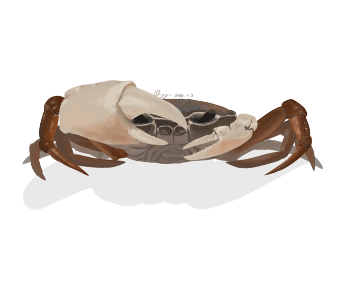 サワガニのtwitterイラスト検索結果 サワガニのtwitterイラスト検索結果