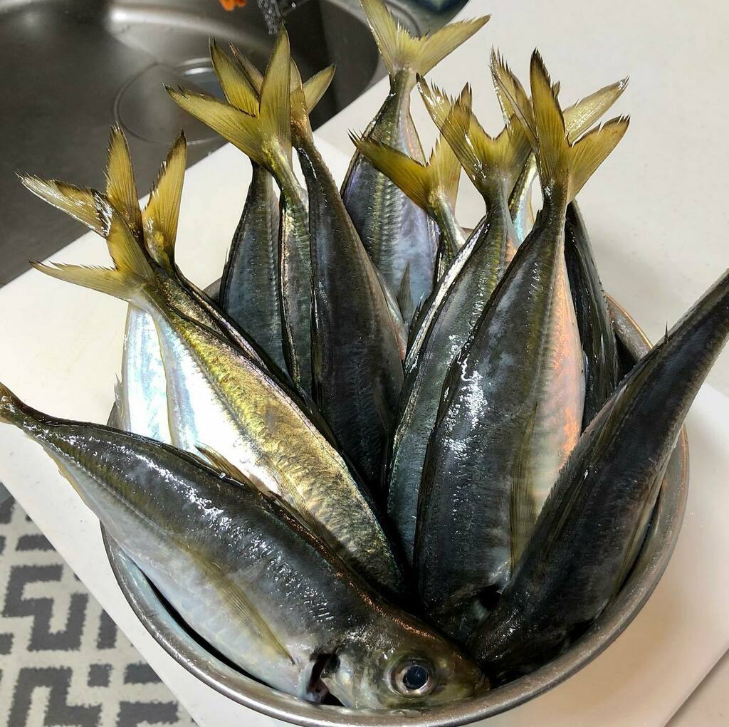 kai_110's tweet photo. 今週の獲物は久々にボートアジ。
最盛期に魚が居るポイントに釣れて行ってもらうんだから、釣れますわな。
船長の言う事を、ただただ実行すれば誰でも釣れます。
#skyread
#スカイリード https://t.co/pR9pFjz1es https://t.co/xfkn3oTTQk