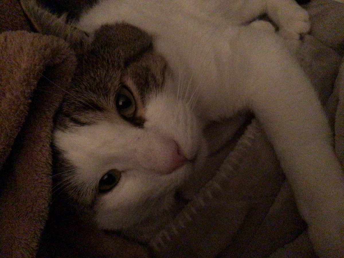 MaeveRichmond's tweet photo. I should not still be up. I’ve lost track of time, days, sleep... what’s that. #TrackingKornacki #BidenHarris2020 delayed #SNL My cat is staring at me. From under his election coverage blanket on the couch. Meow! He looks how I feel #TooMuchForOneFingDay. https://t.co/2xqmW7inGf