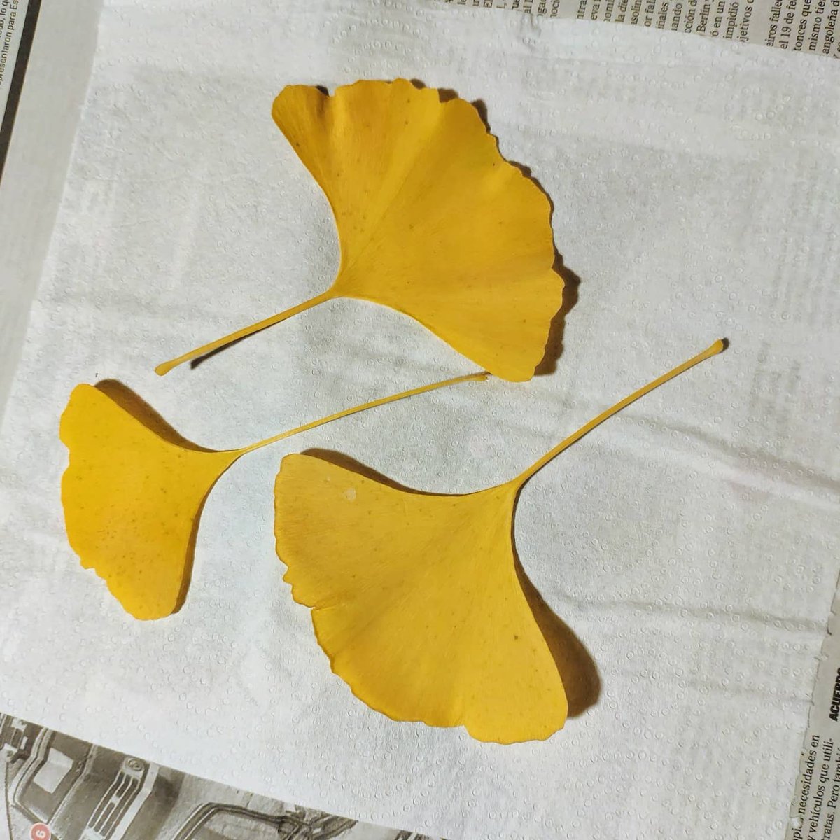 maiteximenez's tweet photo. #GinkgoBiloba 
#ambulando
#autumnus
#flavus 
🍁🍁🍁
https://t.co/9OFJNfkChw https://t.co/rcugmIlefs