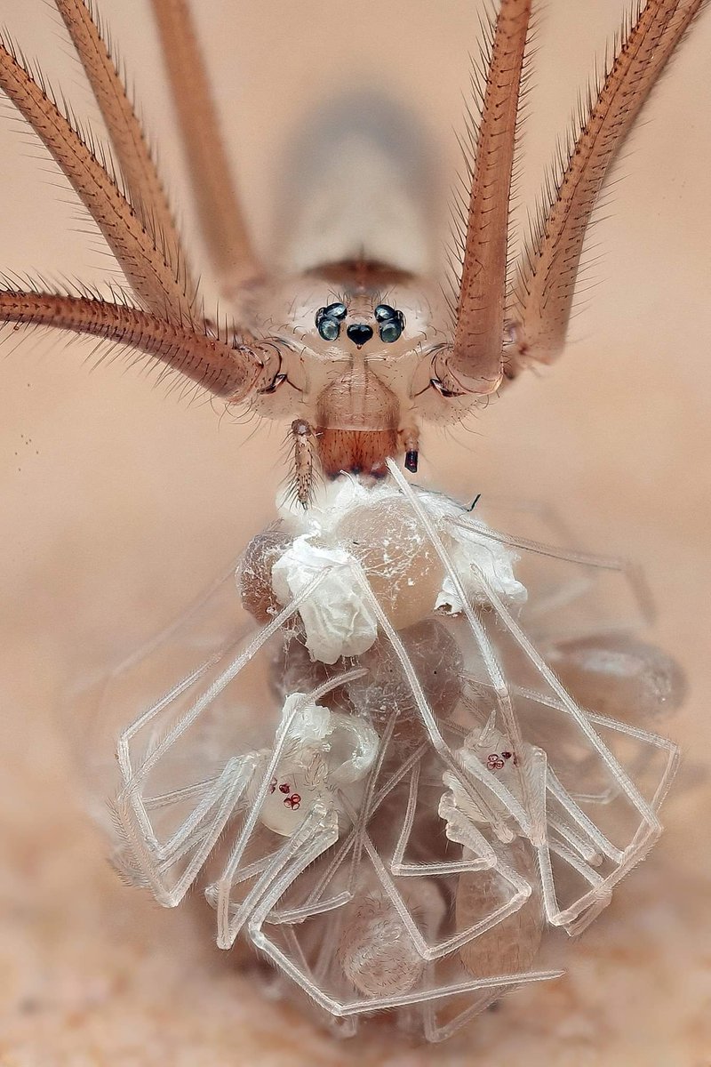 Baby long legs inbound : r/spiders