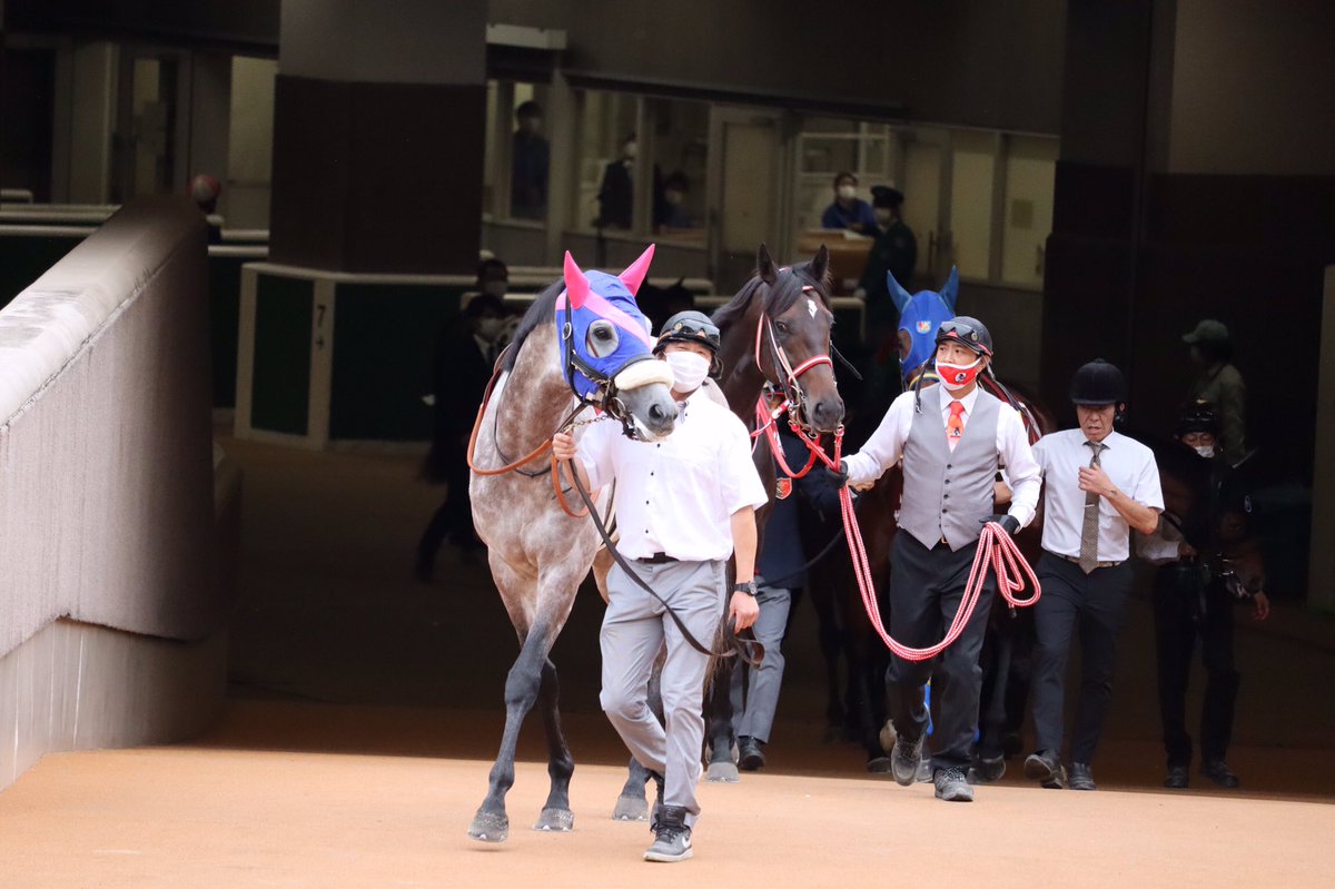 主に競走馬 馬術 Min T ミント 主に競走馬 馬術 Min T ミント