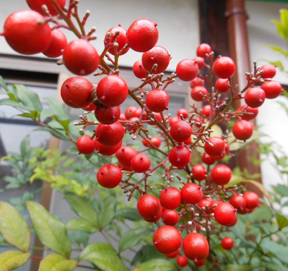 Misakiebata いろんなところで 赤い実を見つけました ナナカマド 紅葉で有名だけど 実まで赤い ツリバナ 大きな赤い実から更に小さな赤い実が 南天 お正月のお花にも添えます 鈴蘭 まさかの発見 実が赤いとは