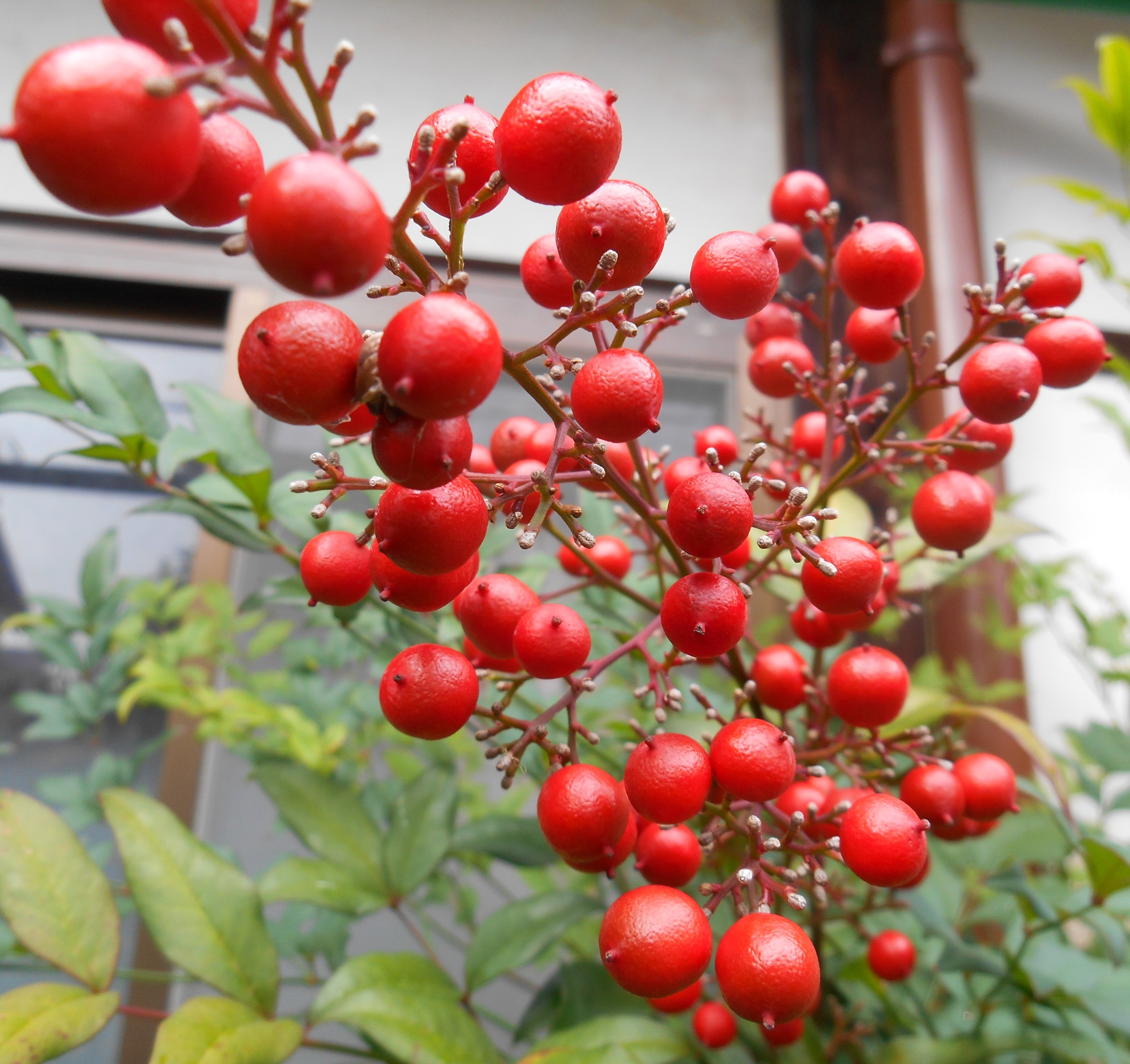 Misakiebata いろんなところで 赤い実を見つけました ナナカマド 紅葉で有名だけど 実まで赤い ツリバナ 大きな赤い実から更に小さな赤い実が 南天 お正月のお花にも添えます 鈴蘭 まさかの発見 実が赤いとは T Co A0uocuzdm4