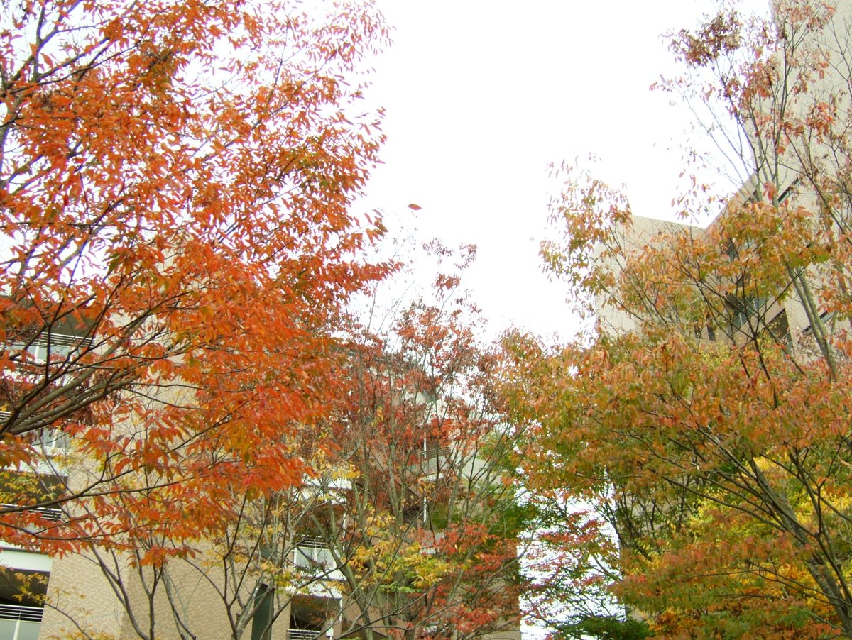 MoraYagyu's tweet photo. 関東の海沿いも色付いてきました。
Fijifilm FinePix F700
フジクローム
#FUJIFILM #富士フィルム #FinePix #F700 #紅葉 https://t.co/sPHoelzXJs
