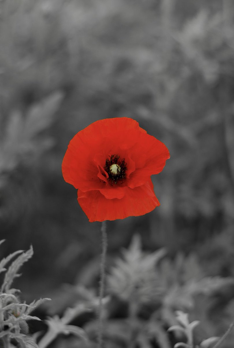 Lest we forget...remembering all those who made the ultimate sacrifice. I will be joining the two-minute silence at 11am and this is a moment we hope we can all share together #RemembranceSunday #remembrance #lestweforget