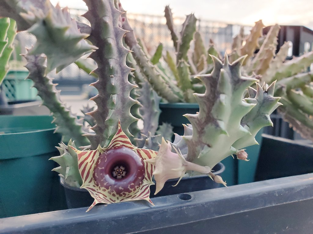 スーパーサボテンタイム フェルニアのゼブリナ Huernia Zebrina ですね 和名 だと縞馬でしたかな 阿修羅は阿修羅で本体がかっこいいので私はとても好きですよ 人 ﾟ私のも夏は調子がいいのですが 逆に冬に結構ダメージ与えてしまう