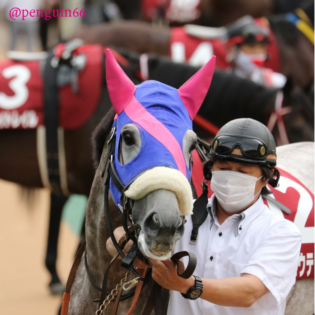 主に競走馬 馬術 Min T ミント