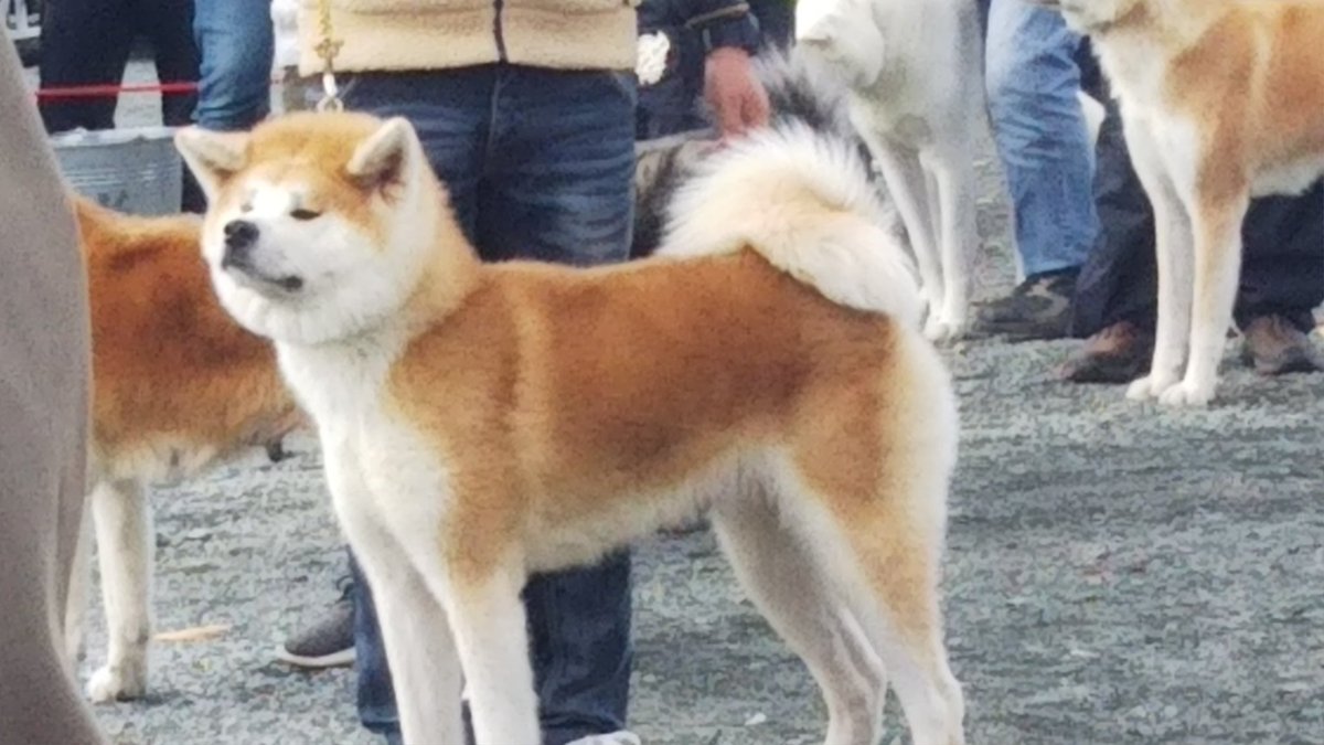 Rie 審査会の場所では みんなシュッっと立ってポーズ決める 秋田犬はやっぱりかっこいいな O O Rie 審査会の場所では みんなシュッっと立ってポーズ決める 秋田犬はやっぱりかっこいいな O O