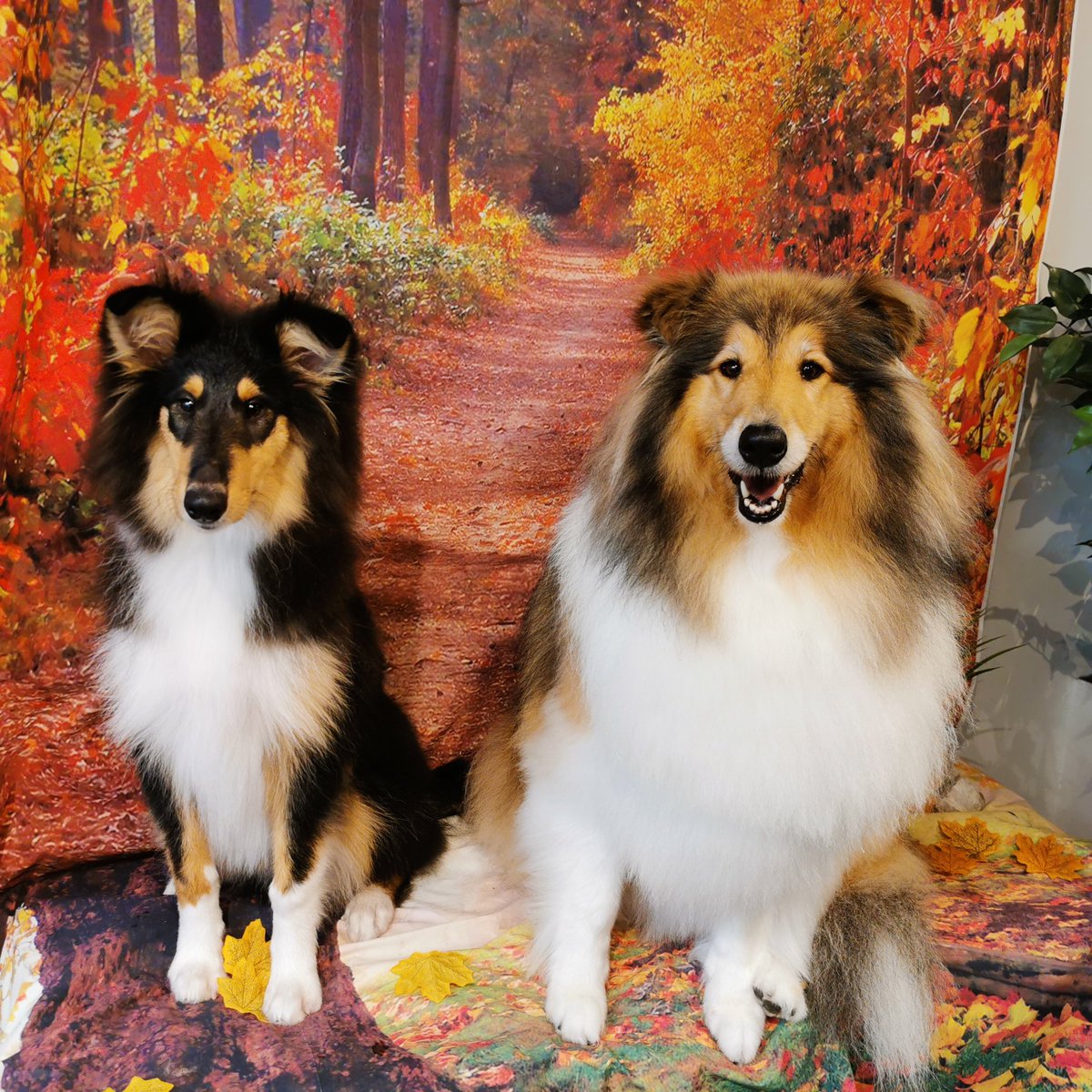Dogsbody_grooming tweet media